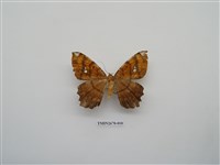 藏品(尺蛾213)的圖片